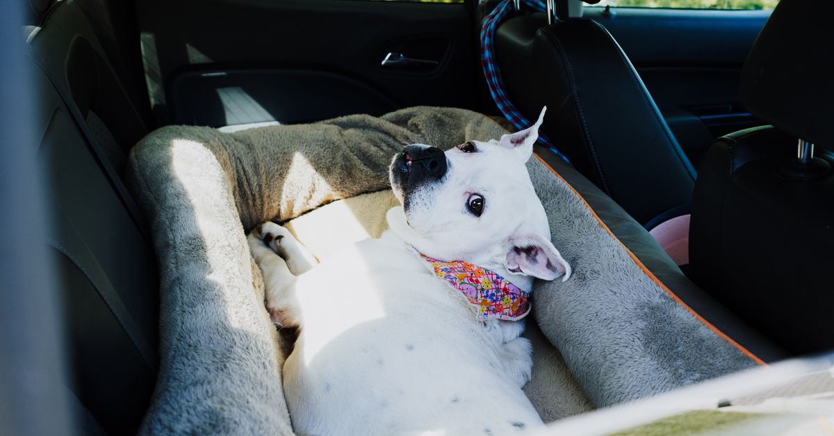 4Knines Sale Guide: How to Save on Dog Seat Covers